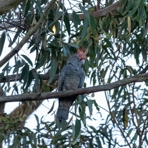 Callocephalon fimbriatum at Penrose, NSW - suppressed