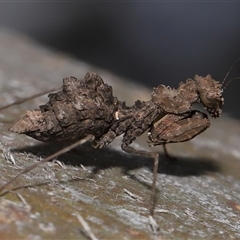 Paraoxypilus tasmaniensis (Black bark mantis or Boxing mantis) at Forde, ACT - 30 Jan 2025 by TimL