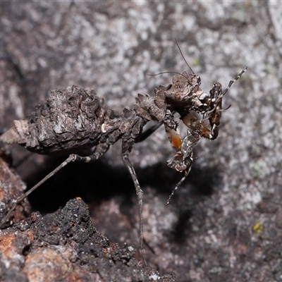 Paraoxypilus tasmaniensis (Black bark mantis or Boxing mantis) at Forde, ACT - 30 Jan 2025 by TimL