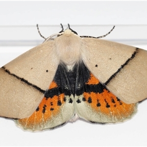 Gastrophora henricaria (Fallen-bark Looper, Beautiful Leaf Moth) at Lawson, ACT - 31 Jan 2025 by TimL