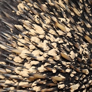 Tachyglossus aculeatus (Short-beaked Echidna) at Forde, ACT by TimL