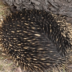 Tachyglossus aculeatus at Forde, ACT - 30 Jan 2025 11:57 AM