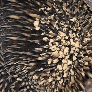 Tachyglossus aculeatus at Forde, ACT - 30 Jan 2025 11:57 AM