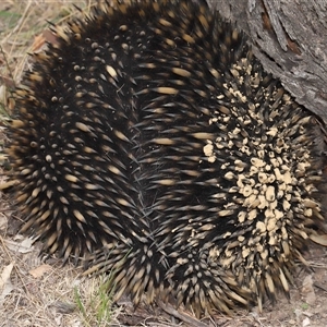 Tachyglossus aculeatus at Forde, ACT - 30 Jan 2025 11:57 AM