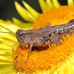 Phaulacridium vittatum (Wingless Grasshopper) at Acton, ACT - 2 Feb 2025 by TimL