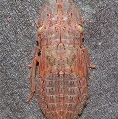 Ledromorpha planirostris (A leafhopper) at Yarralumla, ACT - 31 Jan 2025 by TimL