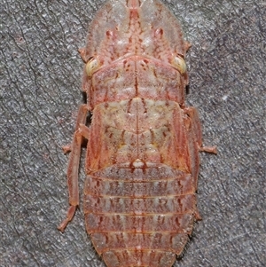 Ledromorpha planirostris at Yarralumla, ACT - 31 Jan 2025 01:23 PM