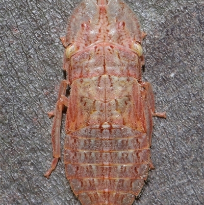 Ledromorpha planirostris (A leafhopper) at Yarralumla, ACT - 31 Jan 2025 by TimL