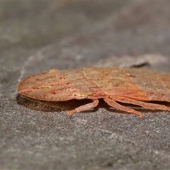 Ledromorpha planirostris at Yarralumla, ACT - 31 Jan 2025 01:23 PM