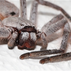 Isopeda canberrana (Canberra Huntsman Spider) at Acton, ACT - 2 Feb 2025 by TimL