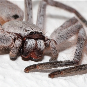 Isopeda canberrana (Canberra Huntsman Spider) at Acton, ACT by TimL