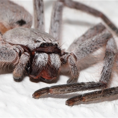 Isopeda canberrana (Canberra Huntsman Spider) at Acton, ACT - 2 Feb 2025 by TimL