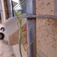 Unidentified Stick insect (Phasmatodea) at Wirlinga, NSW - 3 Feb 2025 by RobCook