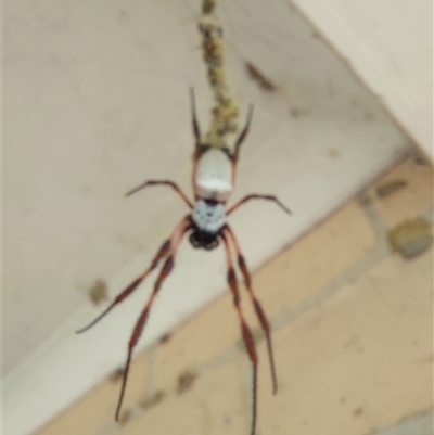 Trichonephila edulis at Wirlinga, NSW - 3 Feb 2025 by RobCook