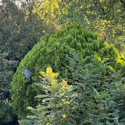 Callocephalon fimbriatum (Gang-gang Cockatoo) at Curtin, ACT - 2 Feb 2025 by Hannah