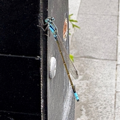 Ischnura heterosticta (Common Bluetail Damselfly) at Mascot, NSW - 27 Nov 2024 by Beckles74