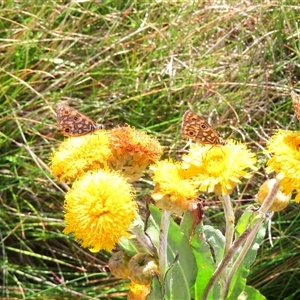 Oreixenica orichora at Munyang, NSW by MB