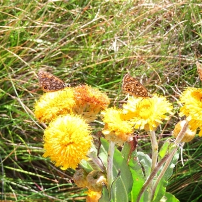 Oreixenica orichora (Spotted Alpine Xenica) at Munyang, NSW - 2 Feb 2025 by MB