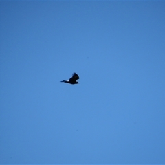 Aquila audax (Wedge-tailed Eagle) at Geehi, NSW - 2 Feb 2025 by MB