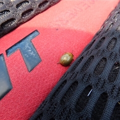 Paropsis augusta (A eucalypt leaf beetle) at Geehi, NSW - 2 Feb 2025 by MB