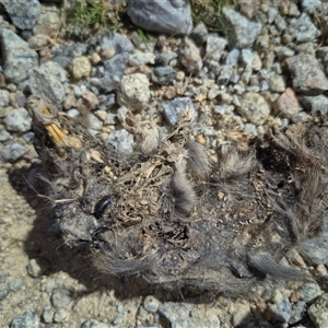 Unidentified Antechinus at Munyang, NSW by MB