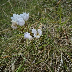 Gentianella sp. at Geehi, NSW by MB