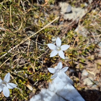 Wahlenbergia sp. (Bluebell) at Geehi, NSW - 2 Feb 2025 by MB