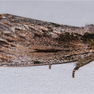 Hylaeora capucina (Cowled Rough-head) at Sheldon, QLD by PJH123