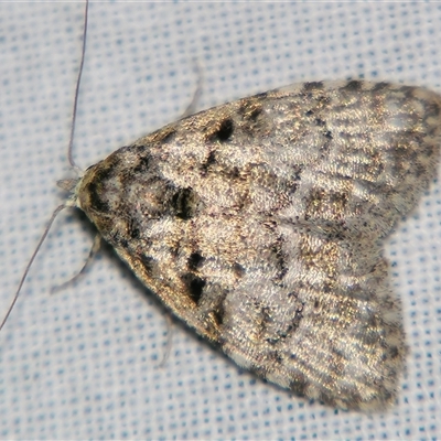 Nola hyalospila (A Noctuid moth (Nolidae) by PJH123