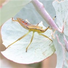 Amorbus obscuricornis (Eucalyptus Tip Wilter) at Manton, NSW - 18 Jan 2025 by ConBoekel