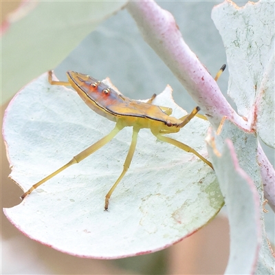 Amorbus obscuricornis (Eucalyptus Tip Wilter) at Manton, NSW - 18 Jan 2025 by ConBoekel