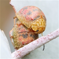 Paropsis atomaria (Eucalyptus leaf beetle) at Manton, NSW - 19 Jan 2025 by ConBoekel