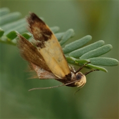 Merocroca automima (Chezala group) at Manton, NSW - 19 Jan 2025 by ConBoekel