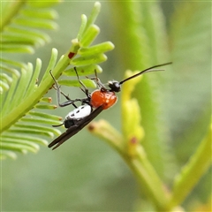 Pycnobraconoides sp. (genus) (A Braconid wasp) at Manton, NSW - 18 Jan 2025 by ConBoekel