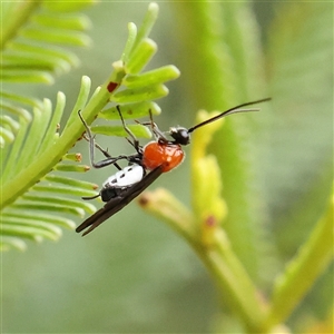 Pycnobraconoides sp. (genus) (A Braconid wasp) at Manton, NSW - 19 Jan 2025 by ConBoekel