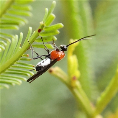 Pycnobraconoides sp. (genus) (A Braconid wasp) at Manton, NSW - 18 Jan 2025 by ConBoekel