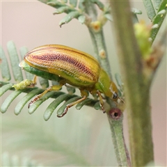 Calomela juncta (Leaf beetle) at Manton, NSW - 18 Jan 2025 by ConBoekel