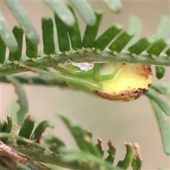 Thomisidae (family) (Unidentified Crab spider or Flower spider) at Manton, NSW - 19 Jan 2025 by ConBoekel