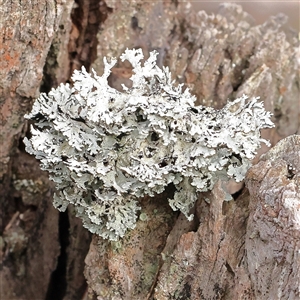 Lichen - foliose at Manton, NSW - 19 Jan 2025 08:32 AM