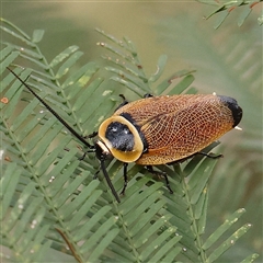 Ellipsidion australe (Austral Ellipsidion cockroach) at Manton, NSW - 19 Jan 2025 by ConBoekel