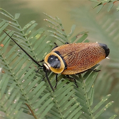 Ellipsidion australe (Austral Ellipsidion cockroach) at Manton, NSW - 18 Jan 2025 by ConBoekel