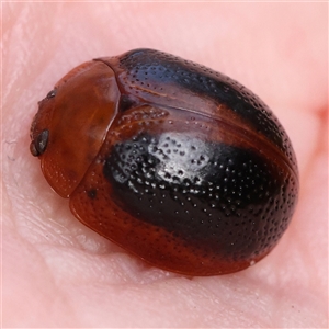 Unidentified Leaf beetle (Chrysomelidae) at Manton, NSW by ConBoekel