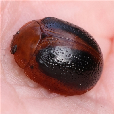 Dicranosterna immaculata (Acacia leaf beetle) at Manton, NSW - 19 Jan 2025 by ConBoekel