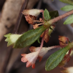 Pomax umbellata (A Pomax) at Manton, NSW - 18 Jan 2025 by ConBoekel