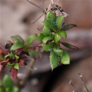 Pomax umbellata at Manton, NSW - 19 Jan 2025 08:50 AM