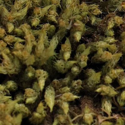 Unidentified Moss, Liverwort or Hornwort at Manton, NSW - 19 Jan 2025 by ConBoekel