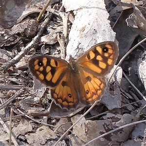 Geitoneura klugii (Marbled Xenica) at Manton, NSW by ConBoekel