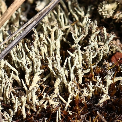 Cladonia sp. (genus) (Cup Lichen) at Manton, NSW - 18 Jan 2025 by ConBoekel