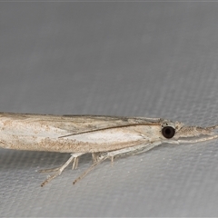 Culladia cuneiferellus (Crambinae moth) at Melba, ACT - 31 Jan 2025 by kasiaaus