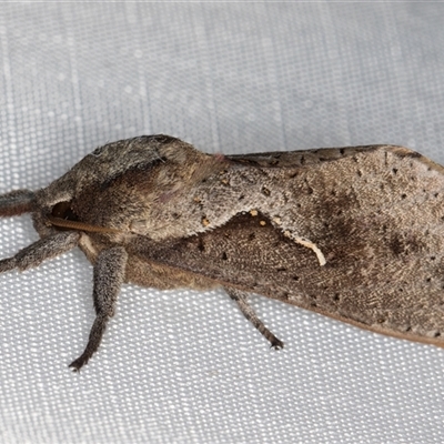 Elhamma australasiae (A Swift or Ghost moth (Hepialidae)) at Melba, ACT - 31 Jan 2025 by kasiaaus